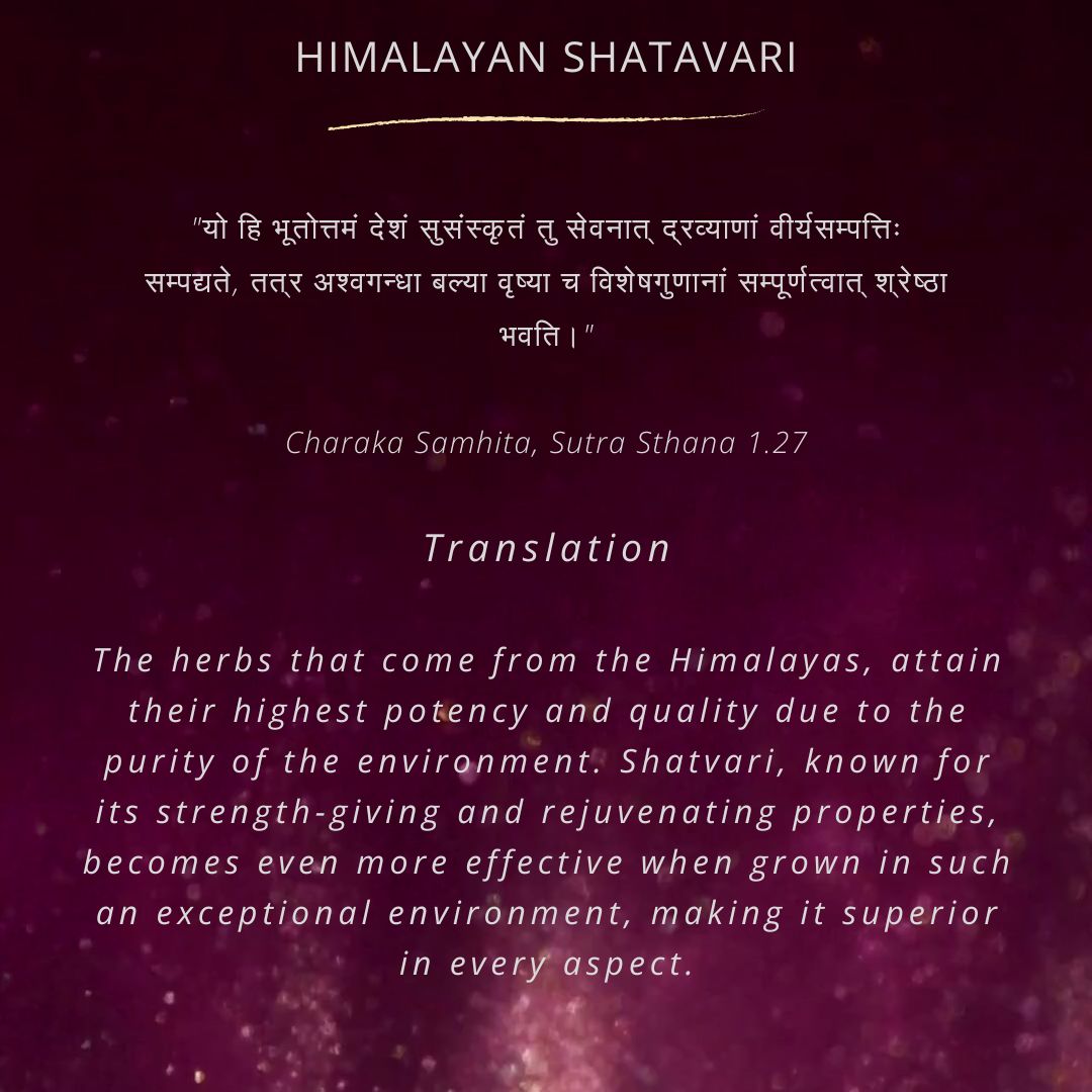 Himalayan, Shatavari Root Powder | 100 % Pure & Natural