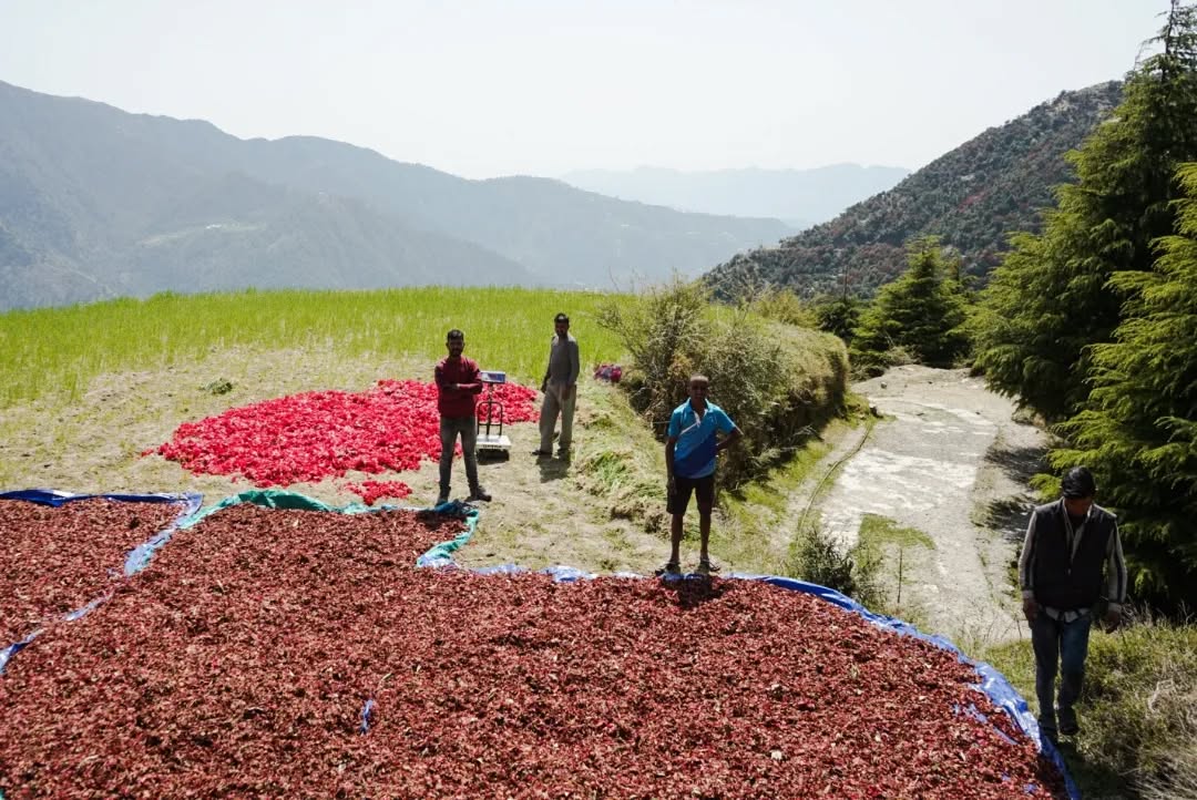 Himalayan Beetroot Powder | 100 % Pure & Natural