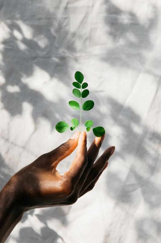 How Moringa Supports Women with PCOS and PCOD: A Scientific Perspective