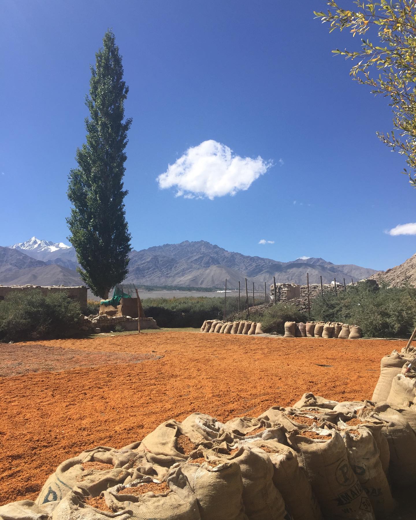 Himalayan Sea buckthorn Powder | 100 % Pure & Natural