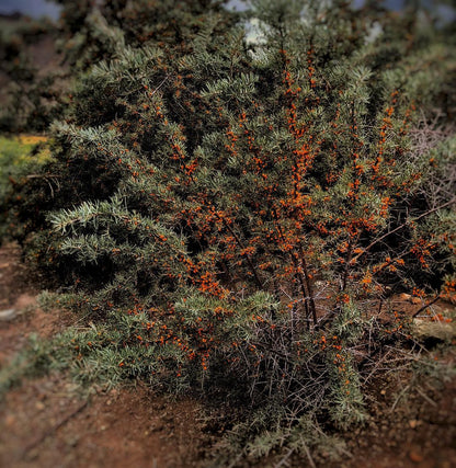 Himalayan Sea buckthorn Powder | 100 % Pure & Natural