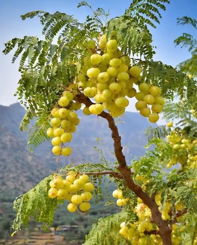 Himalayan Amla Root Powder | 100 % Pure & Natural