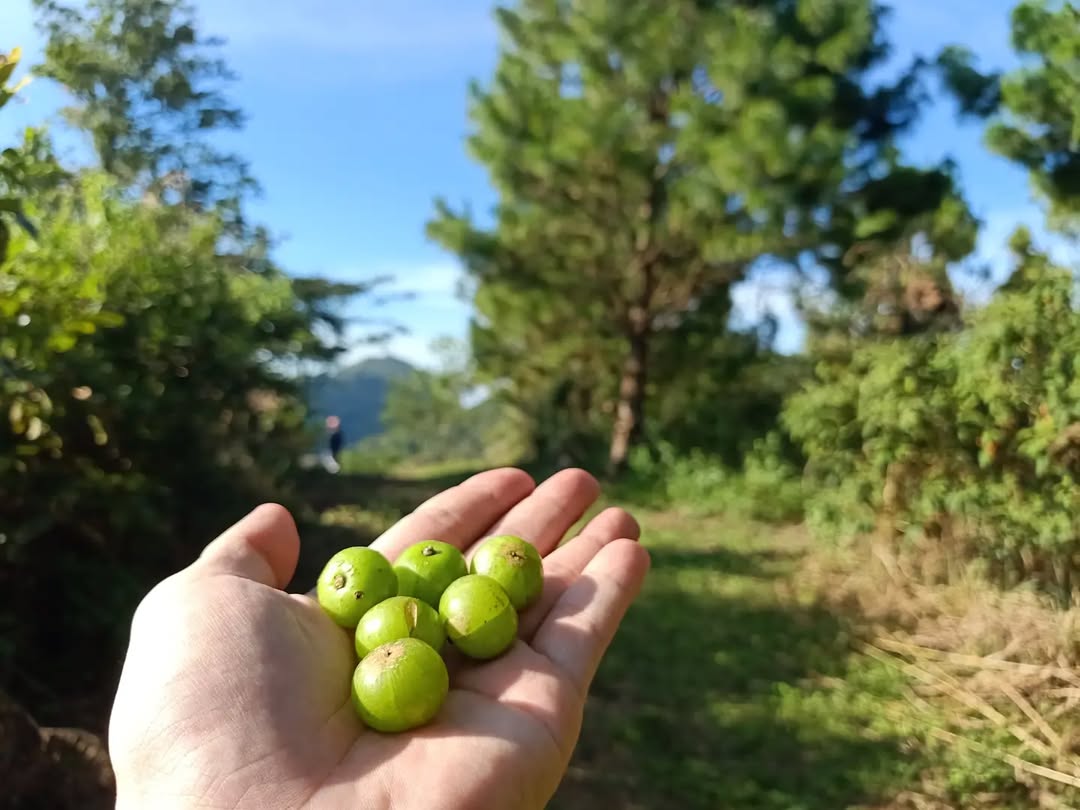 Himalayan Amla Root Powder | 100 % Pure & Natural