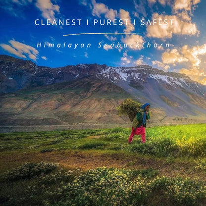 Himalayan Sea buckthorn Powder | 100 % Pure & Natural