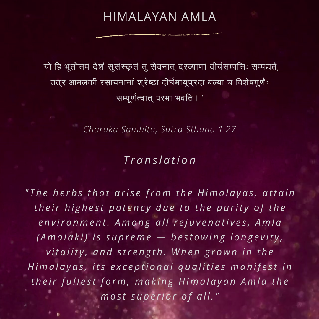 Himalayan Amla Root Powder | 100 % Pure & Natural