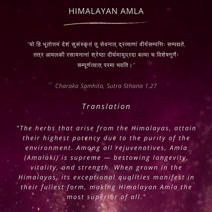 Himalayan Amla Root Powder | 100 % Pure & Natural