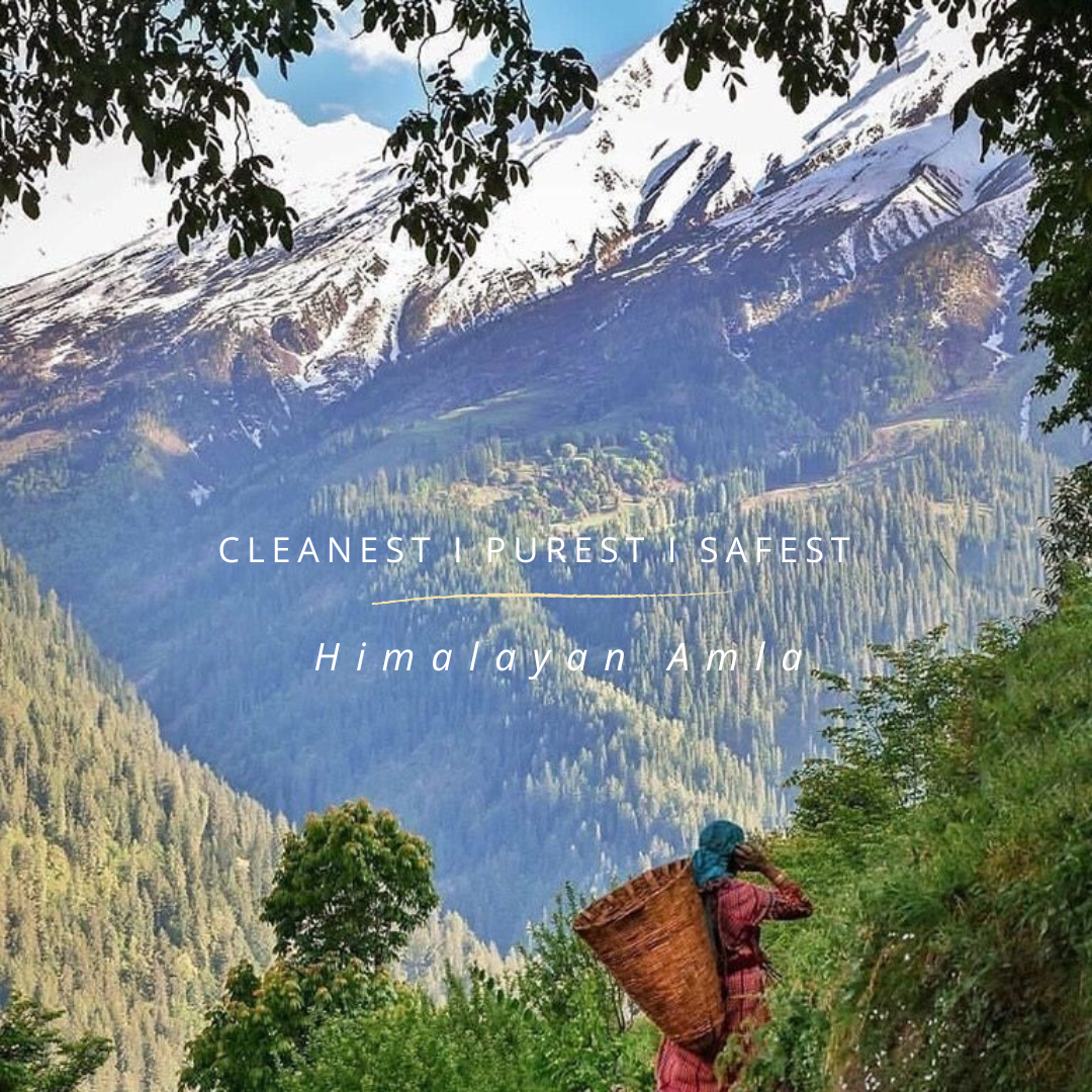 Himalayan Amla Root Powder | 100 % Pure & Natural