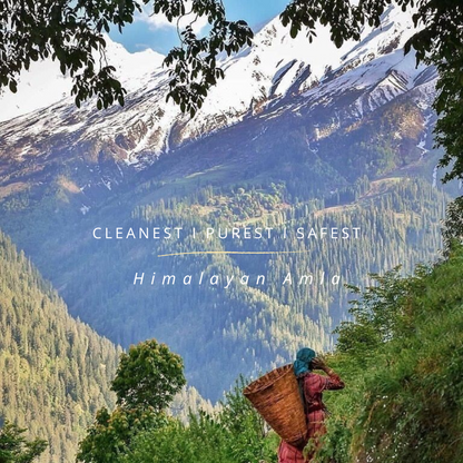 Himalayan Amla Root Powder | 100 % Pure & Natural