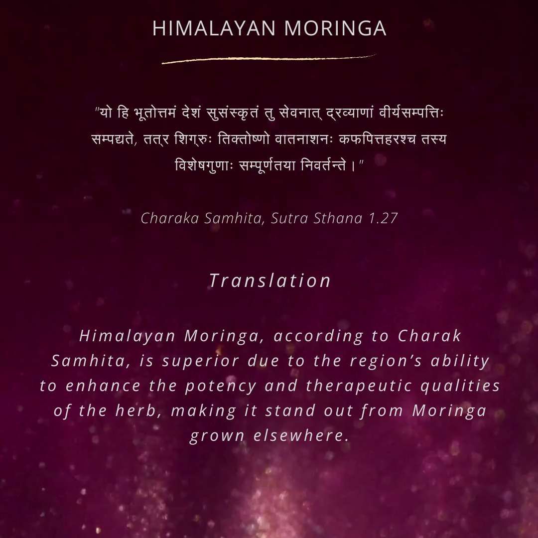 Himalayan, Moringa Leaf Powder | 100 % Natural & Pure