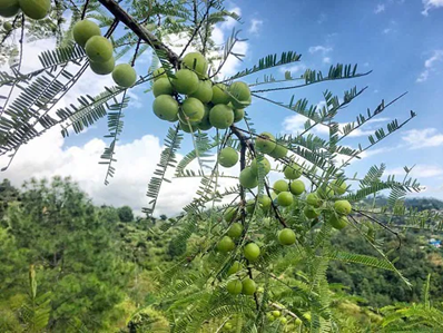Himalayan Amla Root Powder | 100 % Pure & Natural