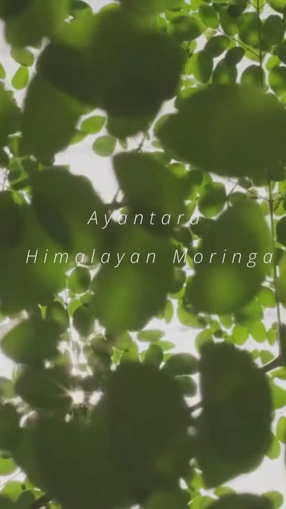 Himalayan, Moringa Leaf Powder | 100 % Natural & Pure